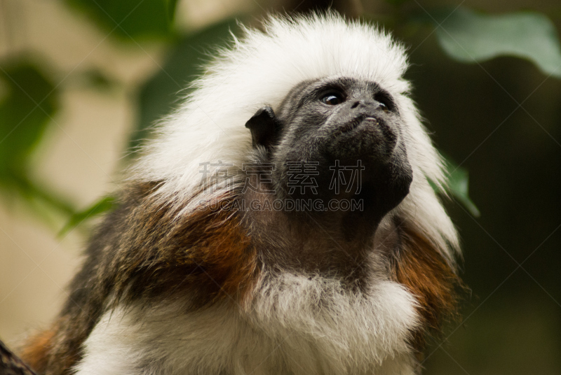 棉顶仙人掌,布鲁克菲尔德动物园,庞恰特雷恩湖,cotton-top tamarin,绢毛猴,美,褐色,水平画幅,猴子,动物身体部位