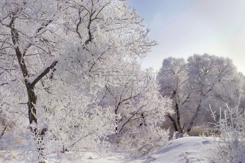 冬天,花边,天空,水平画幅,雪,哈巴罗斯福克边疆区,早晨,东亚,户外