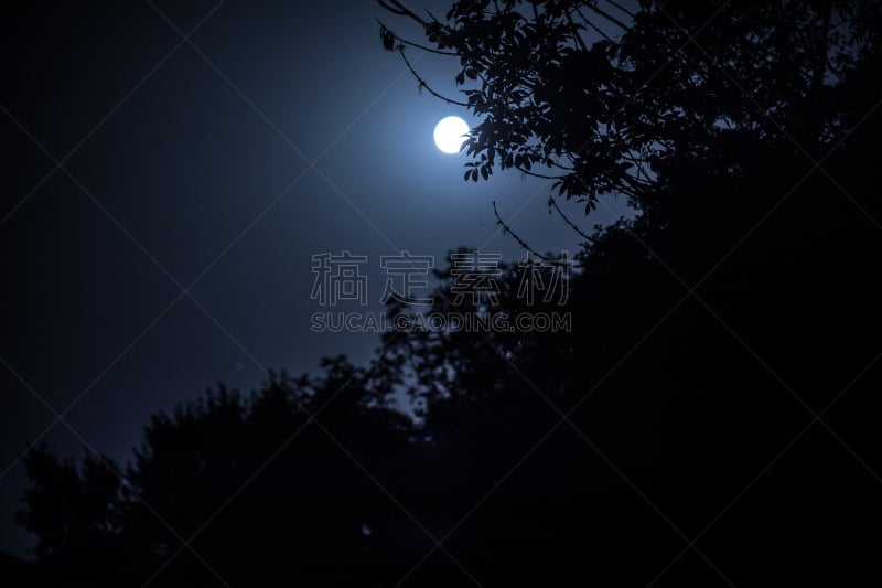 背景,户外,天空,夜晚,自然,枝,月光,月亮,地形,明亮