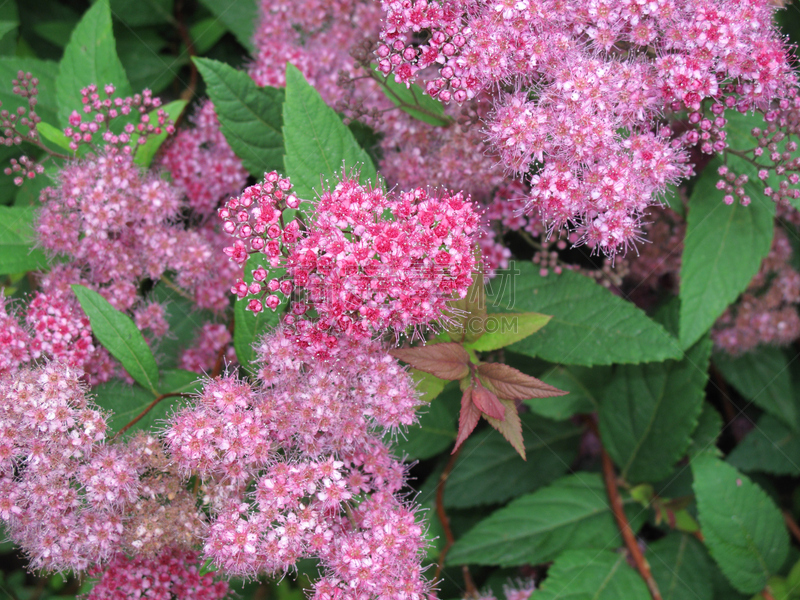 茶花,富贵草属常青地被植物,绣线菊,观赏草,公园,水平画幅,无人,蔷薇科,夏天,植物