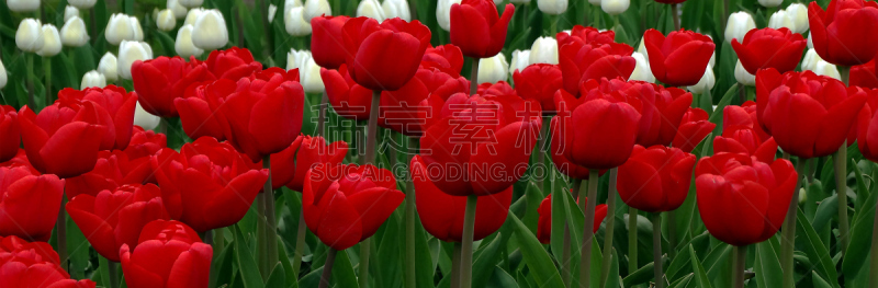 郁金香,红色,图像,背景,蓝宝石郁金香,阿拉丁郁金香,戈登库珀郁金香,鹦鹉郁金香,巡游郁金香,星郁金香植物