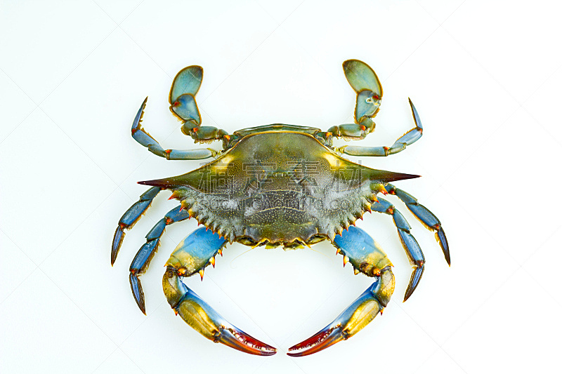 蓝蟹,螃蟹,饮食,水平画幅,蓝色,生食,白色背景,海产,背景分离,特写