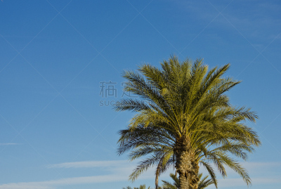 天空,棕榈树,亚利桑那,蓝色,海枣树,2012,2000到2009,留白,水平画幅,无人