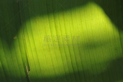 香蕉叶,树荫,中爪哇省,香蕉树,水平画幅,无人,叶子,摄影,树