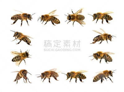 动物群,蜜蜂,白色背景,动物身体部位,讲台,人的眼睛,白色,风景,花粉,动物长鼻