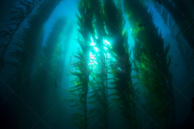 海藻灰,水,水平画幅,无人,藻类,水下,太阳,海洋,海草,giant海藻灰