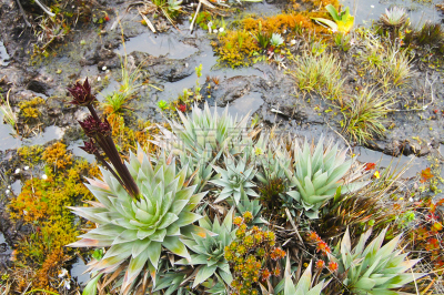 植物群,自然,南美,水平画幅,地形,无人,户外,平顶山,特有物种,canaima