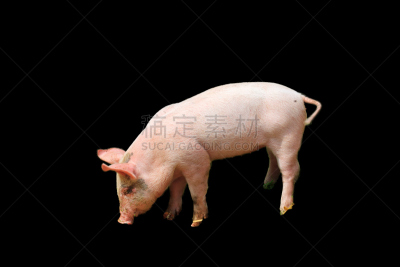 小猪,黑色背景,兰德瑞斯猪,公猪,家猪,褐色,水平画幅,谷仓,阴影,户外