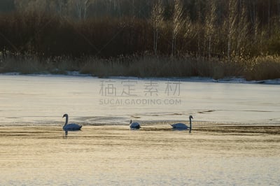 水,湖,天鹅,白昼,晴朗,特写,秋天,美,水平画幅,无人