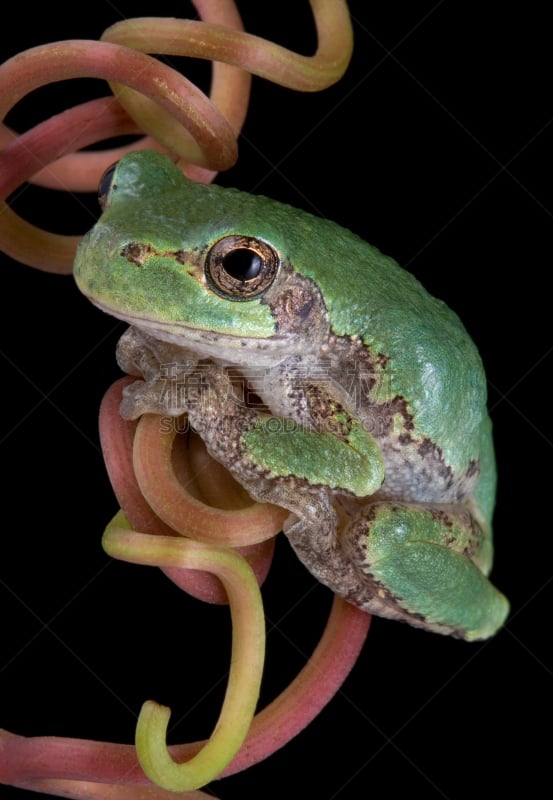 有蔓植物,灰树蛙,自然,垂直画幅,野生动物,绿色,夜晚,无人,青蛙,摄影