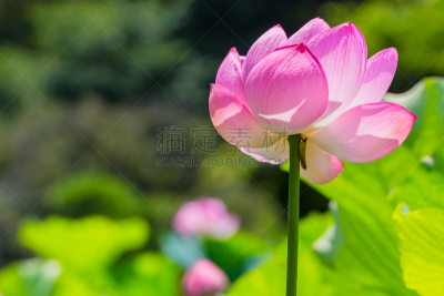 荷花,水,芳香的,优美,纯净,夏天,明亮,充满的,白色,横滨