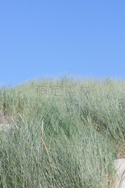 滨草,自然,垂直画幅,天空,梅达诺海滩,地形,沙子,无人,德国北海地区,海岸地形
