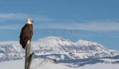 在上面,山谷市,杰克逊霍尔,杰克森,杰克逊,白头鹰,洛矶山脉,野生动物,野外动物,冬天