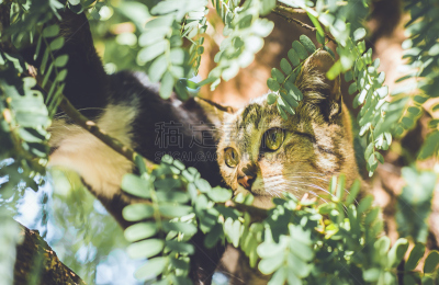 猫,翻线游戏,三趾鸥,美,水平画幅,可爱的,白色背景,动物身体部位,背景分离,泰国