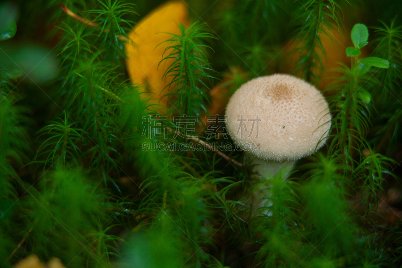 蘑菇,森林,食品,草菇,羊肚菌,绿色背景,美,水平画幅,秋天,无人