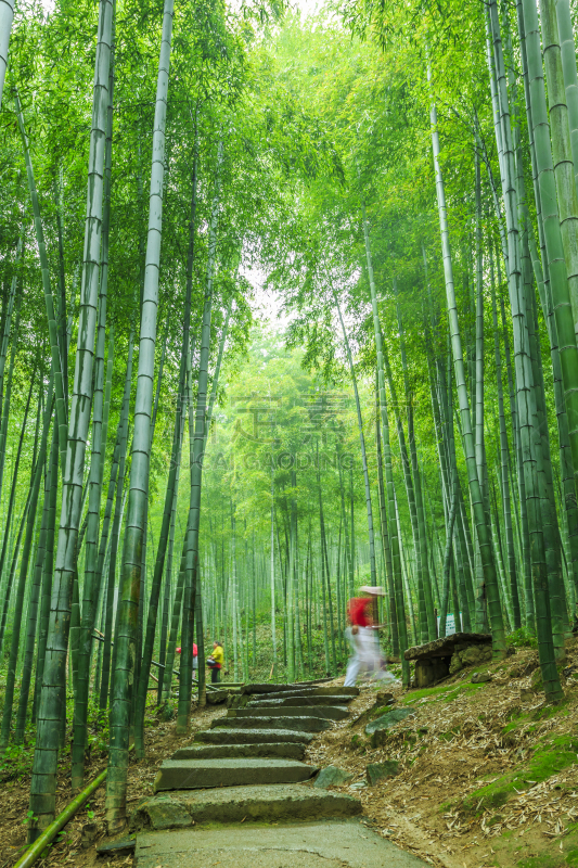 竹,岚山,竹林,小树林,花科植物,风水,植物园,单车道,植物茎,枝繁叶茂