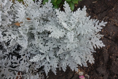 灌木,瓜叶菊,银色,视角,灰色,公园,枝繁叶茂,蓝狗舌草,植物,户外
