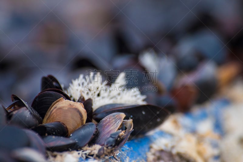 贻贝,青绿色,加州贻贝,自然,式样,水平画幅,无人,动物斑纹,特写,海洋