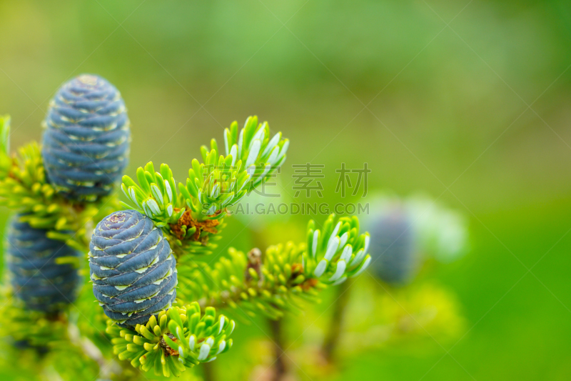 绿色,特写,枝,fir cone,风景,多色的,紫色,蓝色,自然,图像