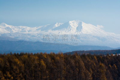 山,森林,黄色,落叶松,褐色,澳大利亚阿尔卑士山脉,天空,留白,水平画幅,云