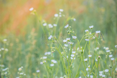 花瓣,背景,白色,小的,仅一朵花,自然,草地,水平画幅,无人,夏天