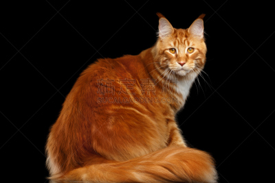 生姜,缅因库恩猫,黑色背景,分离着色,美,机敏,水平画幅,注视镜头,无人,巨大的