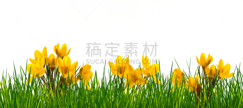 工作室,番红花属,草地,全景,贺卡,复活节,水平画幅,枝繁叶茂,无人,户外