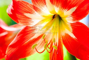 花柱头花粉 花柱头花粉图片 花柱头花粉素材下载 稿定素材