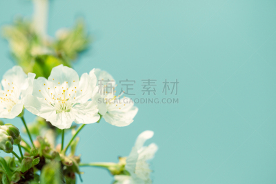 樱桃树,高雅,野苹果树,海棠,留白,新的,水平画幅,樱花,无人,古典式