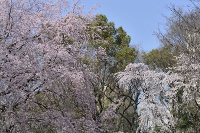 花朵,樱之花,刺针樱桃树木,美洲稠李,亚洲樱桃树,天空,公园,里山,水平画幅,樱花