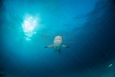 巴哈马国,礁鲨,水,水平画幅,水肺潜水,无人,水下,鲨鱼,夏天,户外