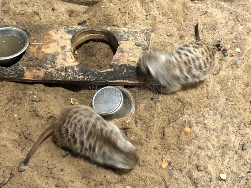动物,熊,野外动物,海岛猫鼬,猴子,可爱的,野生动物,非洲象,狮子,北极熊