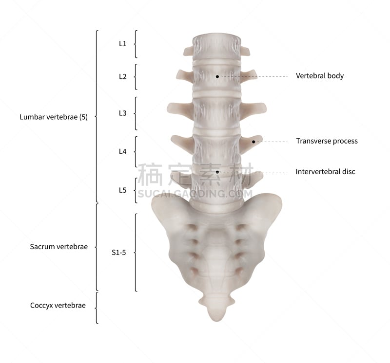 脊柱,白色背景,人,图表,骨骼,信息图表,顺序,教育