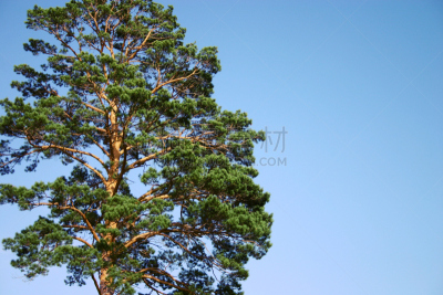 自然美,天空,风,水平画幅,无人,纯净,户外,lacebark pine,针叶树,柏树