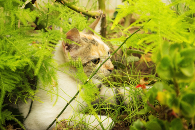 猫,格鲁曼f-14,自然,草地,水平画幅,小的,可爱的,猫科动物,夏天,户外