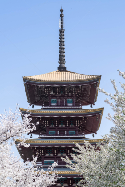 中国,湖北省,樱之花,园林,热,池塘,植物,户外,晴朗,充满的