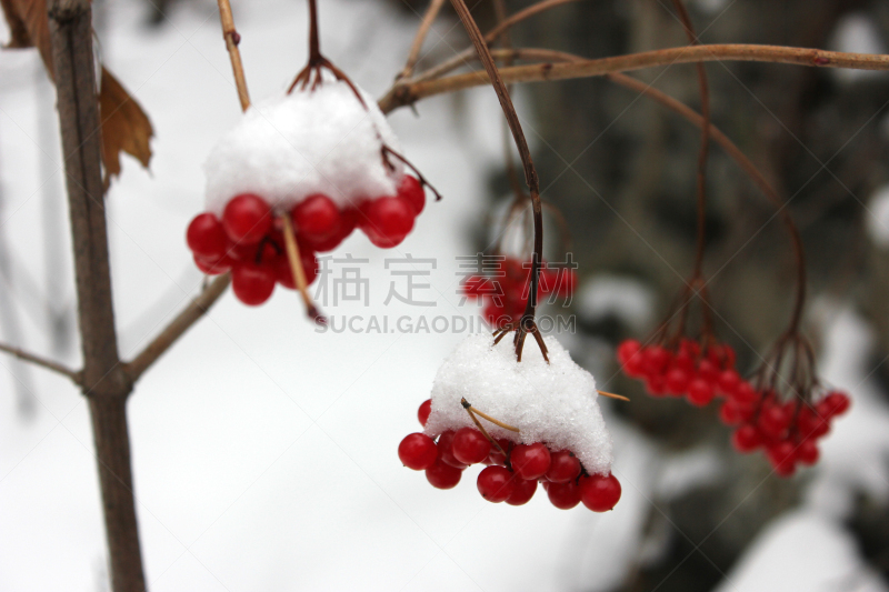 雪,荚莲属,浆果,红色,支流,水平画幅,无人,维生素,户外