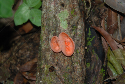 真菌,树干,责任,纳波河,真菌学,亚马逊雨林,亚马逊地区,南美,纹理效果,枝繁叶茂