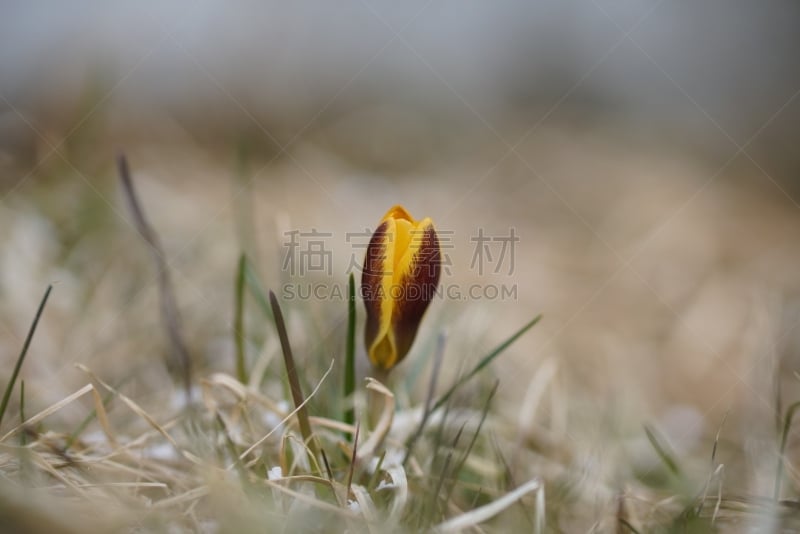 番红花属,背景,自然,春天,黄色,一只动物,小前锋,雪番,石南科灌木,番红花