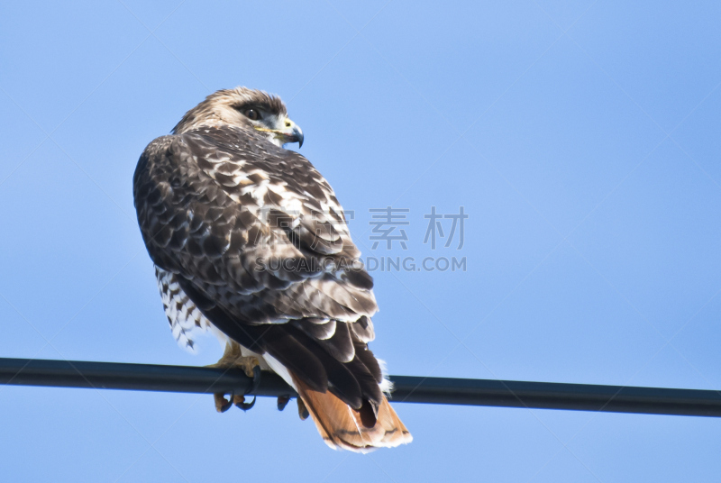 电缆,红尾鹰,自然,褐色,野生动物,食肉鸟,水平画幅,鸟类,野外动物,北美