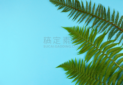 绿色,叶子,蕨类,蓝色背景,新的,枝繁叶茂,夏天,棕榈树,明亮,白色