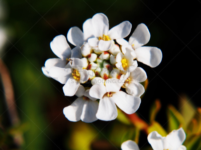 白烛葵,常绿白烛葵,自然,水平画幅,无人,特写,植物,黄色,常绿树,多年生植物