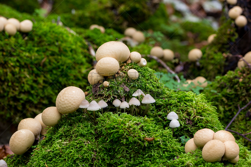 苔藓,真菌,蘑菇,小的,毒枝菌素,曲尾藓,野菇,欧洲山毛榉,寄生藤,纳瓦拉