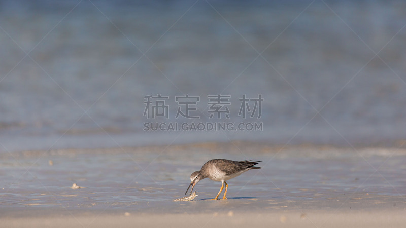 螃蟹,鸟类,矶鹞,海滩,捕猎行为,防水长靴,野生动物,环境,淡水鸟,小的