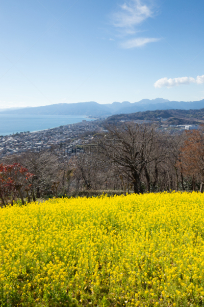 日本,油菜花,田地,自然,垂直画幅,哈拉帕,山,可爱的,无人,3到4个月