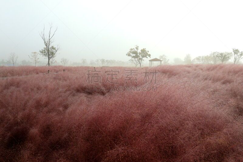 草,粉色,环境,公园,韩国,乱子草属,朝鲜半岛,植物,背景,户外