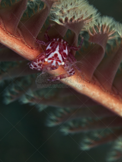 porcelain crab,软珊瑚,垂直画幅,选择对焦,高视角,无人,整体情况,动物学,水下,动物习性