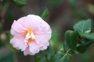 茶花,公园,石狩川,层云峡,照明设备,雪,背景,户外,冰瀑,旅行者