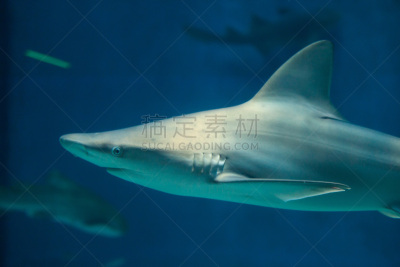 铅色真鲨,水,requiem shark,水平画幅,大西洋,水下,鲨鱼,野外动物,青铜色鲸鲨,热带气候