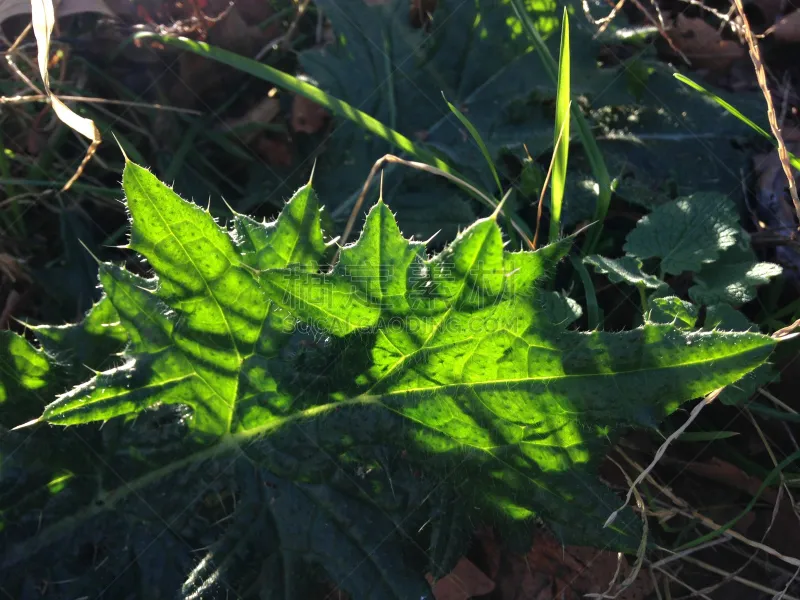 蓟 植物 日光 叶子 水平画幅 无人 雏菊族 光 花头 照亮图片素材下载 稿定素材 蓟 植物 日光 叶子 水平画幅 无人 雏菊族 光 花头 照亮图片素材下载 稿定素材